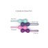 Duo di Palline Geisha in Silicone - Menta